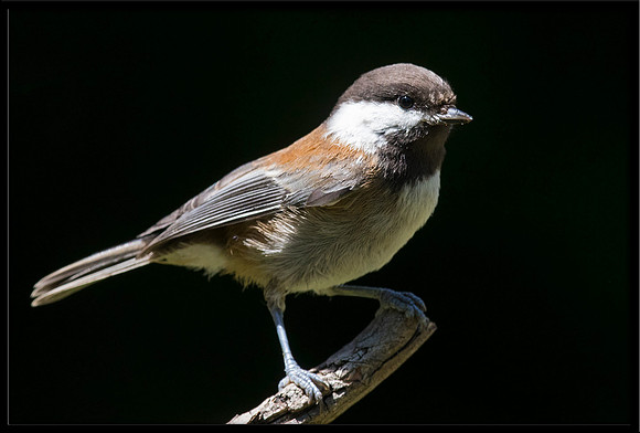 Chestnut-backed Chickadee