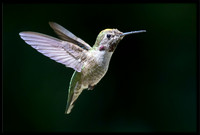 Anna's Hummingbird