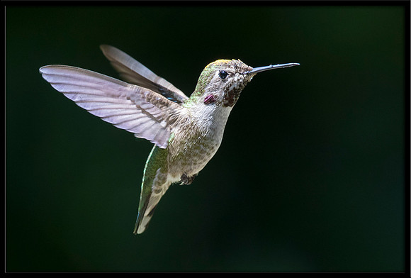 Anna's Hummingbird