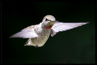 Anna's Hummingbird