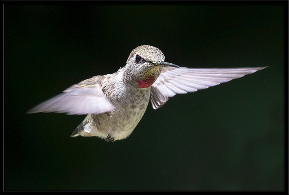 Anna's Hummingbird