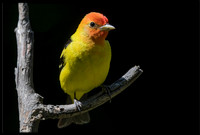 Western Tanagers