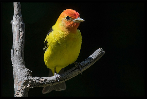 Western Tanager