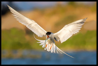 Forster's Terns