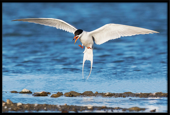 Forster's Tern