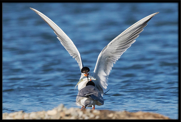 Forster's Tern