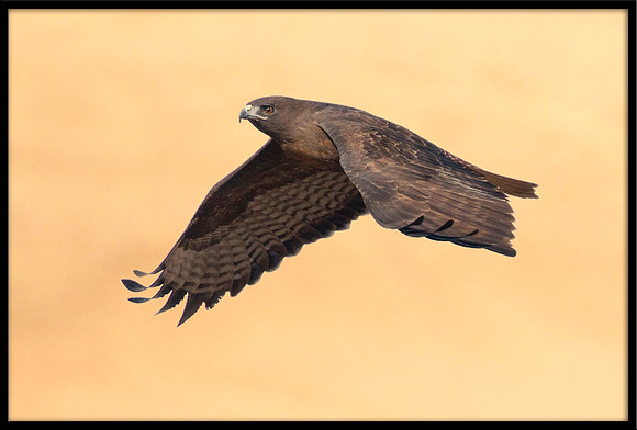 Dark morph Red-tailed Hawk