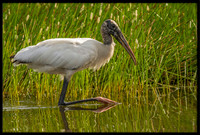Wood Stork