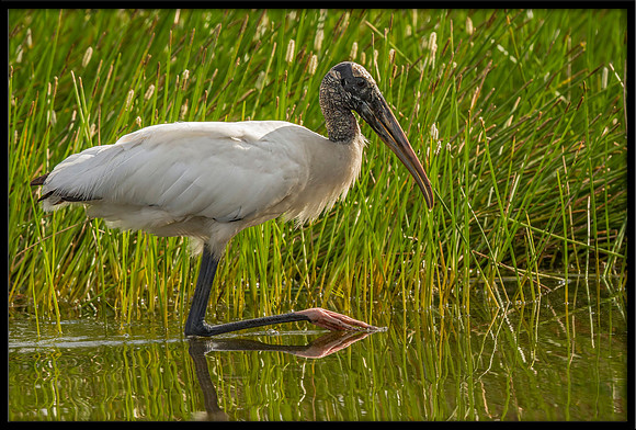 Wood Stork