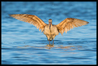 Godwit