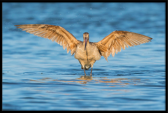 Godwit