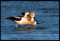 Avocets About To Mate