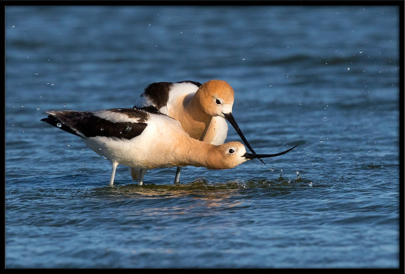 Avocets About To Mate
