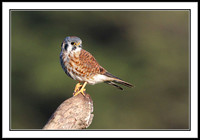 Kestrels
