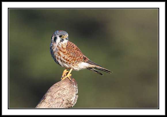 Kestrel