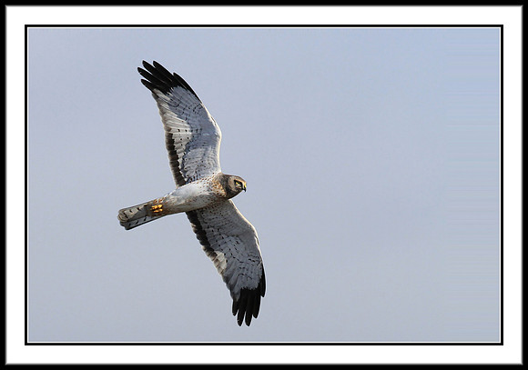 Northern Harrier