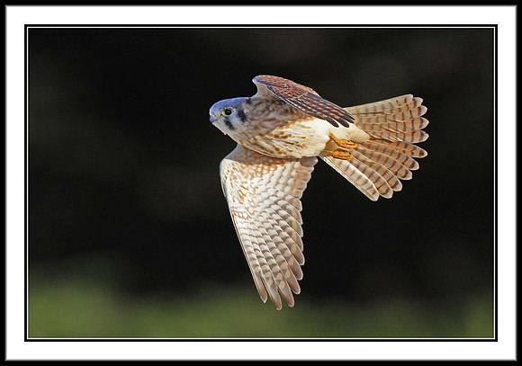 Kestrel