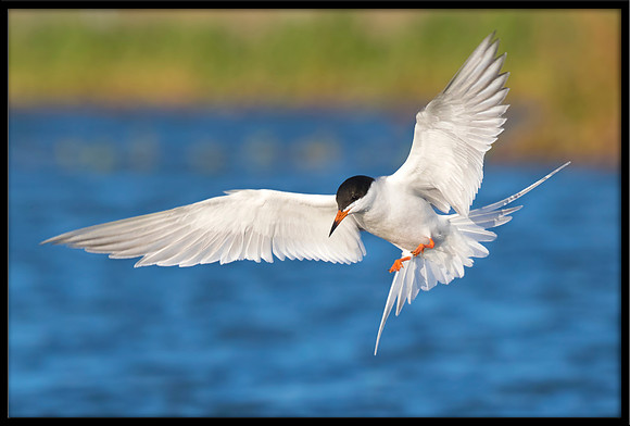 Forster's Tern