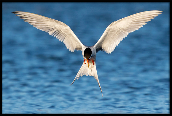 Forster's Tern