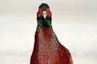 Ring-necked Pheasant