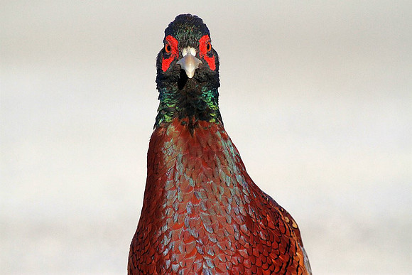 Ring-necked Pheasant