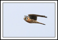 Kestrel
