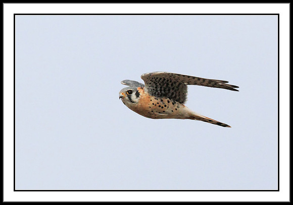 Kestrel