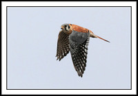 Kestrel