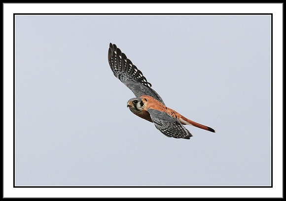 Kestrel