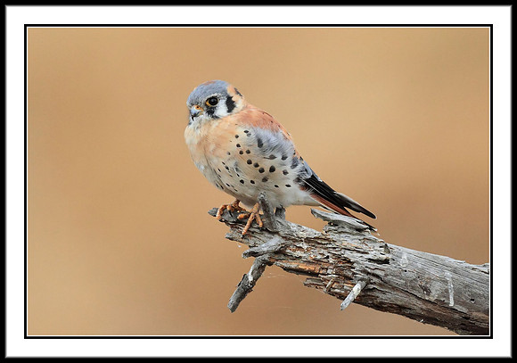Kestrel