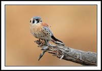 Kestrel
