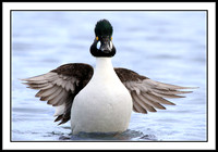 Common Goldeneye (male)