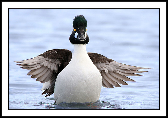 Common Goldeneye (male)