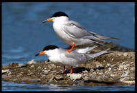 Forster's Terns Mating