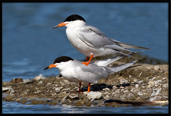 Forster's Terns Mating