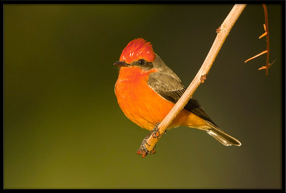 Vermilion Flycatcher