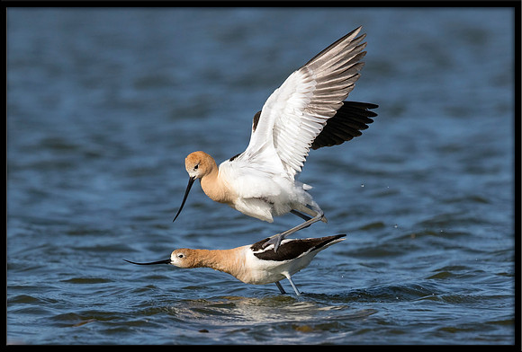 Avocets Mating