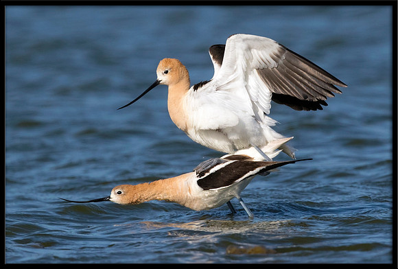 Avocets Mating