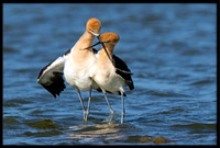 Avocet Post-mating Dance
