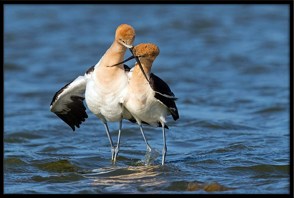 Avocet Post-mating Dance