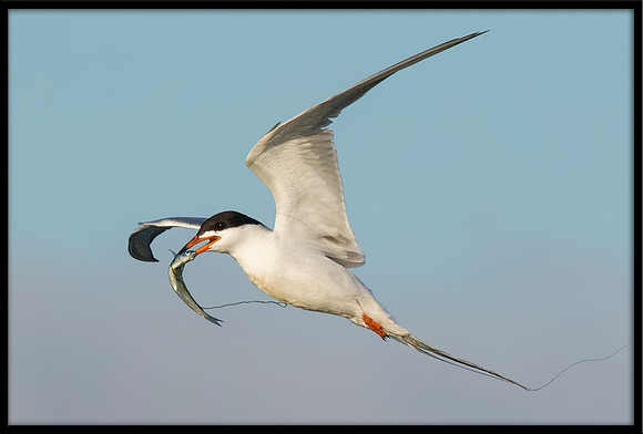 Forester's Tern