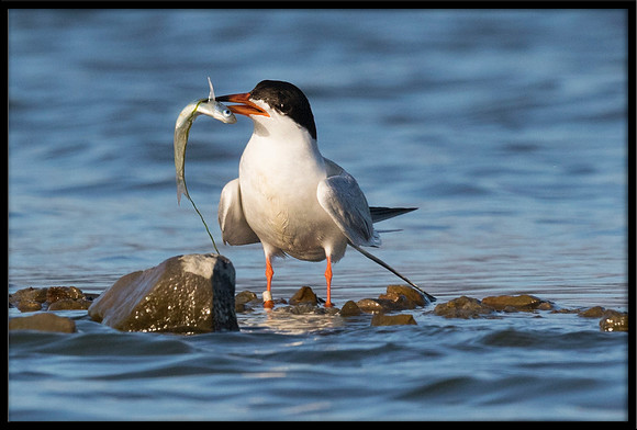 Forster's Tern