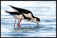 Black-necked Stilts About To Mate