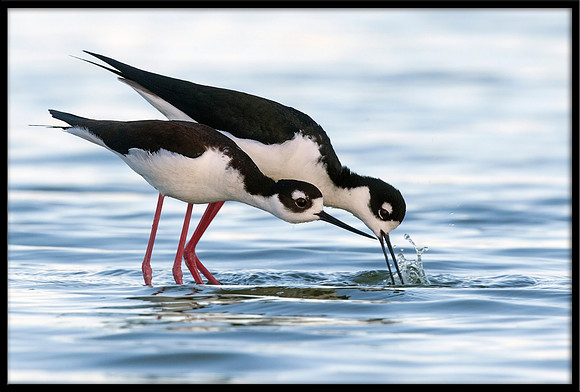 Black-necked Stilts About To Mate