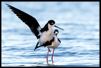 Black-necked Stilts Mating