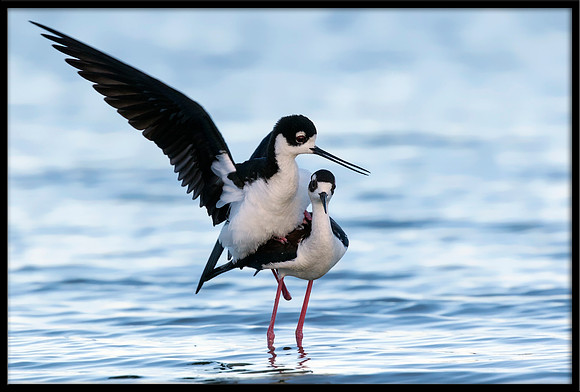 Black-necked Stilts Mating