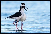 Black-necked Stilts Post-mating Dance
