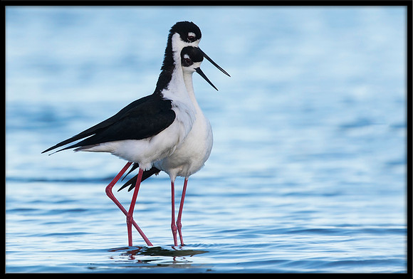 Black-necked Stilts Post-mating Dance