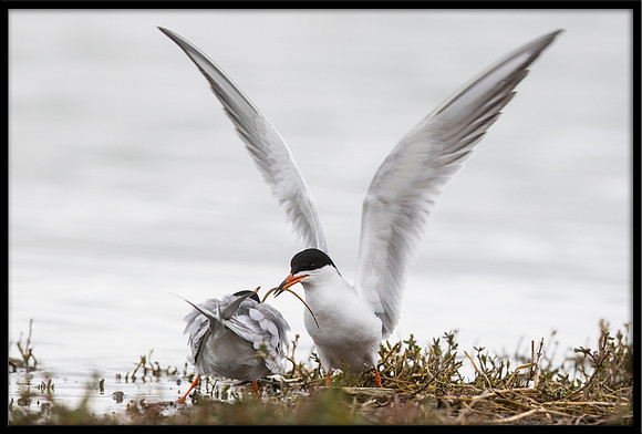 Forster's Tern Fish Exchange