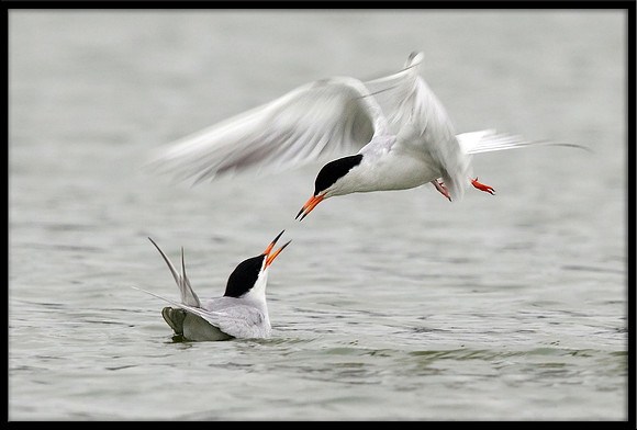 Forster's Terns Having A Dispute